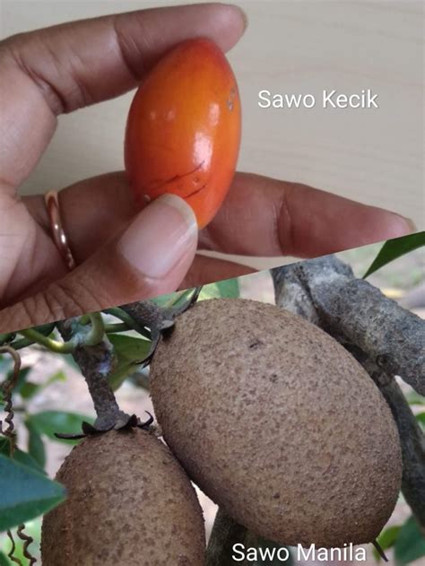 erek sawo