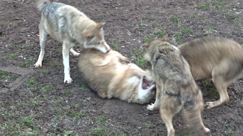 Wolves Fighting Dominance Behaviour Alpha And Omega Dominanzverhalten