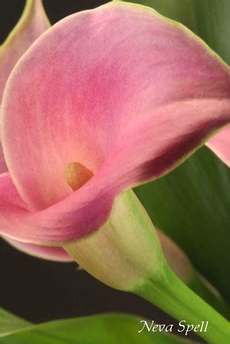 Calla Lily In Pink Calla Lily In Pink On Black Please D Flickr