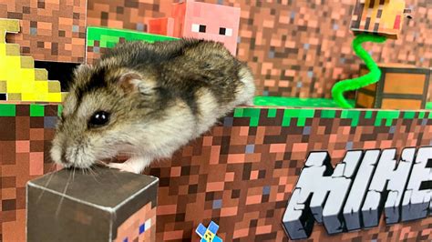 Hamster Minecraft Maze Pool Minecraft World Part 2 Youtube