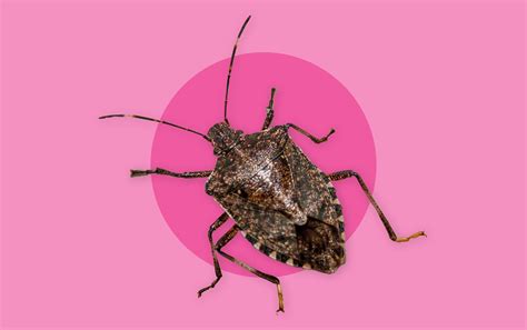 What To Do When Brown Marmorated Stink Bugs Invade Your Home This Fall