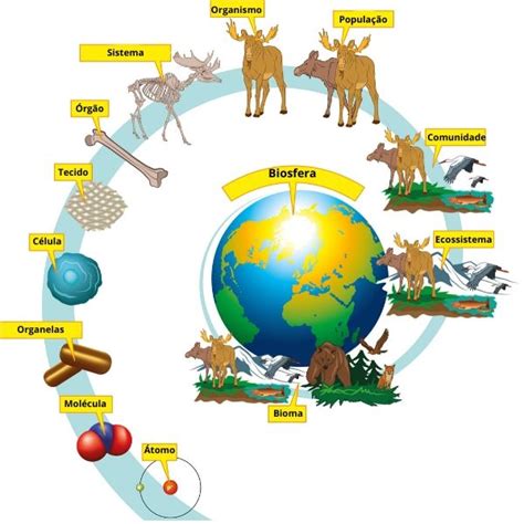 Ecossistema Defini O E Classifica O De Ecossistema Biologia Net