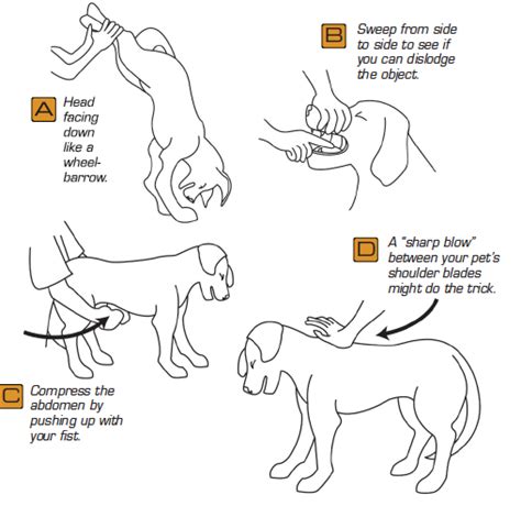 Choking is a frightening experience and the dog will try to take the object out by rubbing their head against the walls and floor, or. How To Deal With (And Prevent) Choking - Chelsea Dogs Blog
