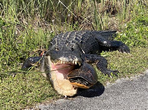 An Alligator Having A Snack Shark Valley At Everglades National Park