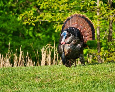 Large Wild Turkey Walking On A Lush Green Grassy Field Near A Forested