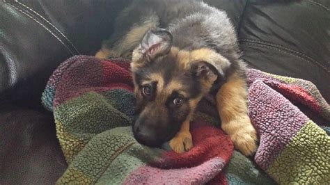 You can also find free puppies on craigslist or other free internet classifieds that serve your city. Droll German Shepherd Puppies For Sale In Pa Craigslist - l2sanpiero