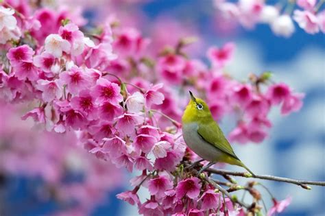 Beautiful Japanese Cherry Blossom Tree Bird Sing Spring