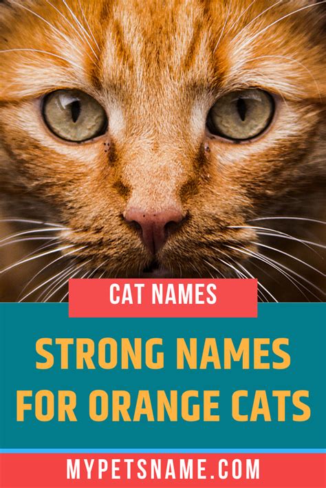 Orange Cats Male Personality