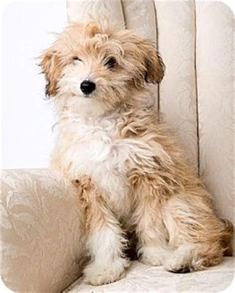 Adopt your own golden retriever puppy today! JackPot - Shih Tzu/Cockapoo Mix | Animals that Rock ...