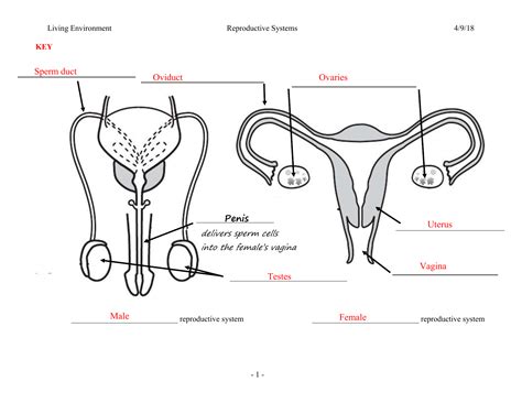 The Female Reproductive System Worksheet Nidecmege