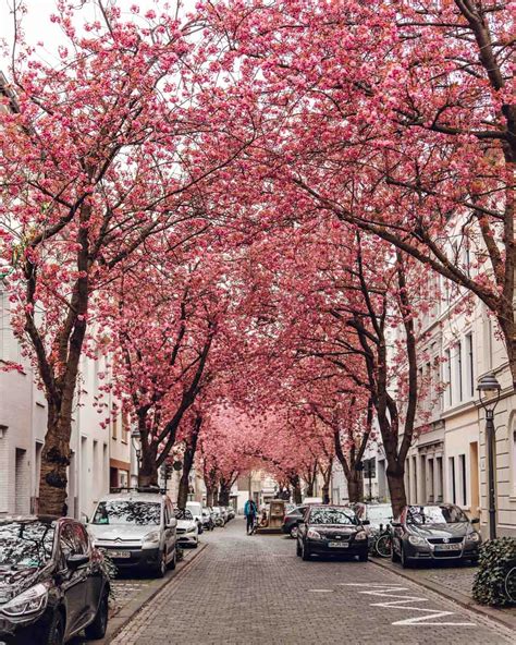 How To Visit The Cherry Blossom Avenue In Bonn Germany That One