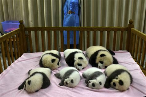 Chengdu Panda Cubs Are The Cutest Things On Earth Video Photo