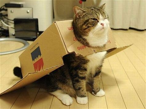 why do cats love boxes 12 facts about cat in the box you probably didn t know