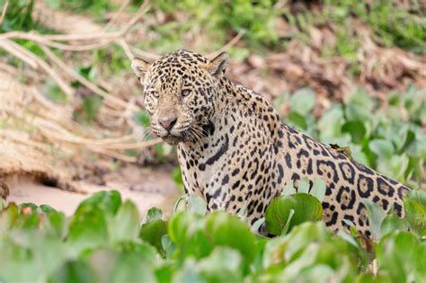 Top 104 Imagen Jaguar From The Amazon Rainforest Vn