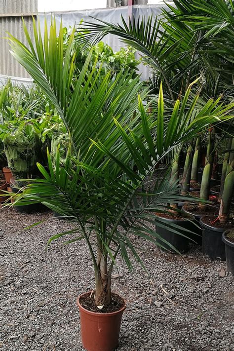 Ravenea Rivularis Majesty Palm Thepalmtreecompany