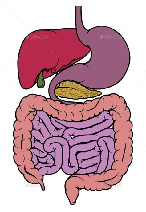 Human Anatomy Gut Gastrointestinal Tract Diagram Vectors Graphicriver