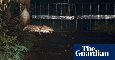 The Leopards Of Mumbai Life And Death Among The Citys Living Ghosts