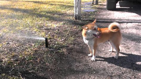 Why is water important for my dog? Dog enjoys water sprinkler - YouTube