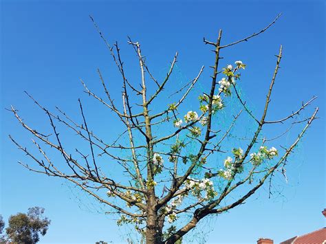 Cherry Tree Pruning In May 2016 — Bbc Gardeners World Magazine