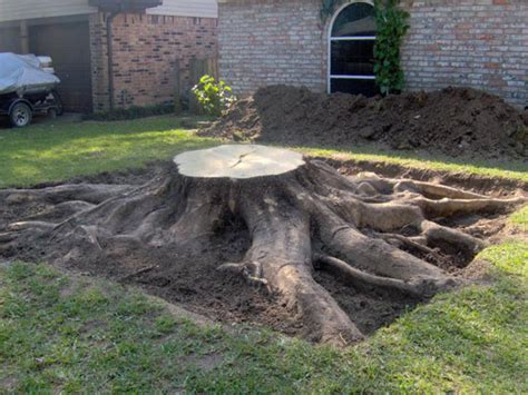 How To Get Rid Of Tree Stumps And Roots Tree Stump Removal Process