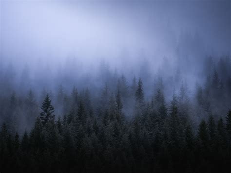 Fog Dark Forest Tress Landscape 5k Wallpaperhd Nature Wallpapers4k