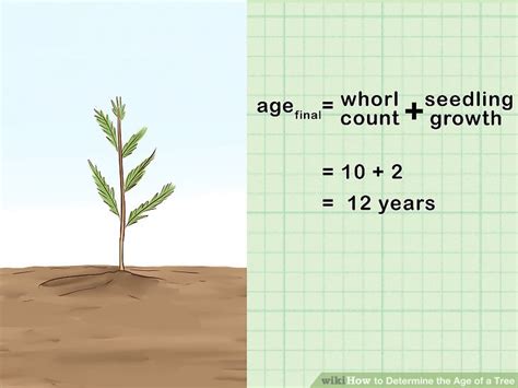 How To Determine The Age Of A Tree Wiki Botany