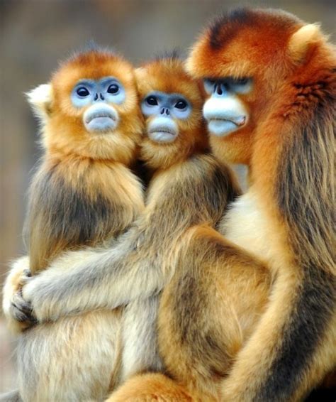 38 Best Images About Cute Baby Monkeys On Pinterest Pets Amazing