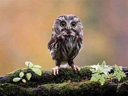 Owl Funny Wallpapers Backgrounds Desktop Whet Saw