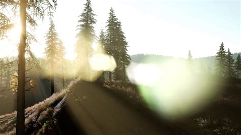 Early morning light and fog drifting through the trees Stock Video ...
