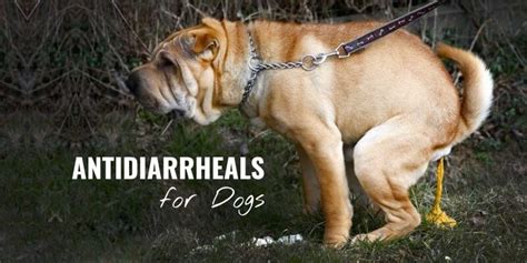 What To Give My Dog For Diarrhea Pet Food Guide