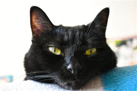 Closeup Shot Of A Domestic Green Eyed Black Cat Stock Image Image Of