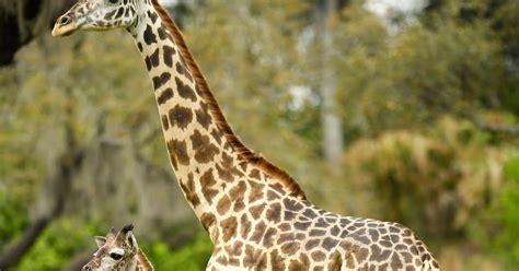 Giraffe Calf Joins Herd On Disneys Animal Kingdom Savanna Yellow