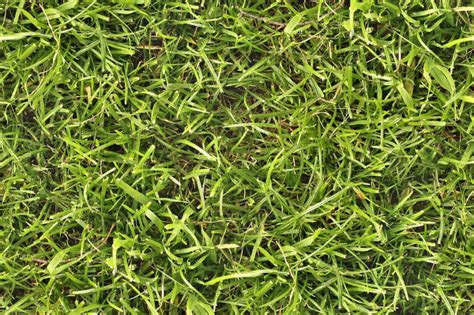 Free 23 Seamless Grass Texture Designs In Psd Vector Eps