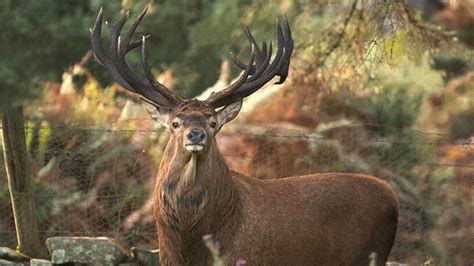 Irelands Largest Native Red Stag Snapped In Killarney