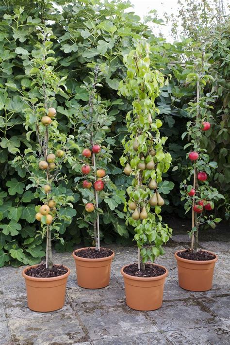 Check spelling or type a new query. Expert Advice on Growing Fruit Trees in Containers | Fruit ...