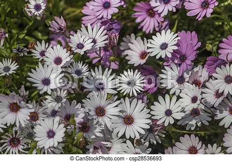 Close Up View Of A Bed Of Beautiful Purple And White African Daisy