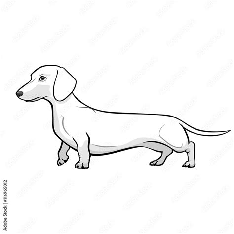 Dachshund Dog Black And White Vector Illustration Vector De Stock Adobe