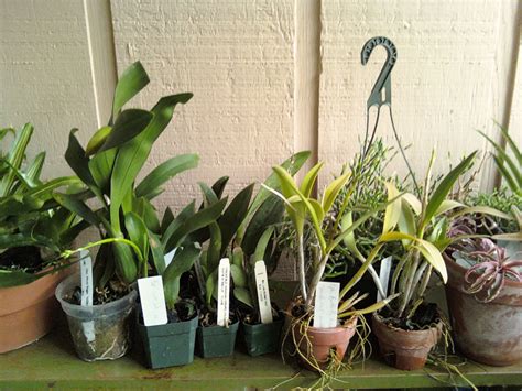 The fruit ripens in september, turning red on the outside and orange on the inside. The Rainforest Garden: Plant Shopping!