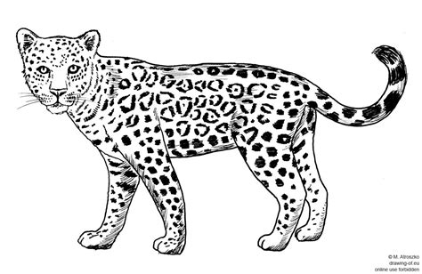 Drawing Of Jaguar Line Art Illustrations