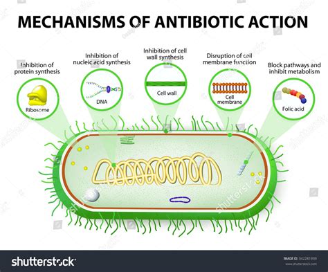 Antibiotic Mechanism Of Action Chart