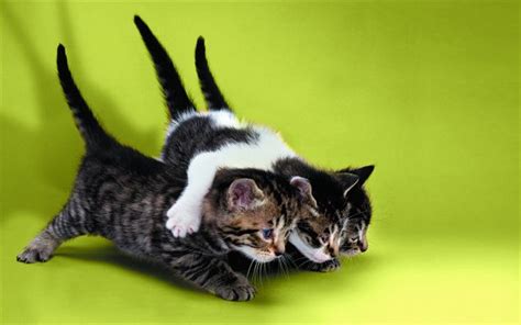 Download Wallpapers American Bobtail Kittens Pets Friendship