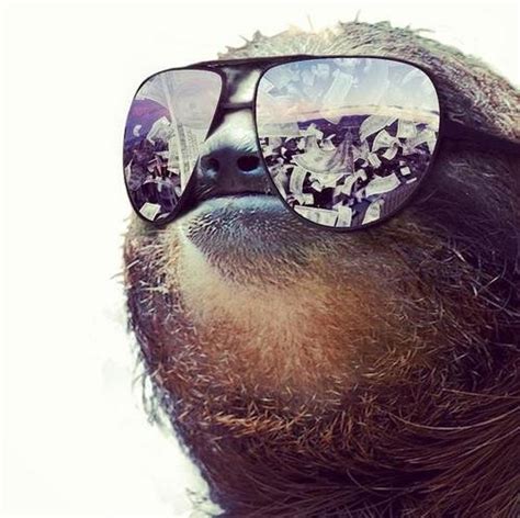 I Have Seen The Whole Of The Internet Cool Sloth