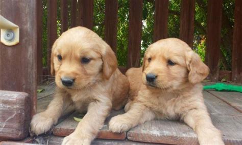 Golden retriever puppies for sale 8982569583. GOLDEN RETRIEVER PUPPIES !!! for Sale in San Diego ...