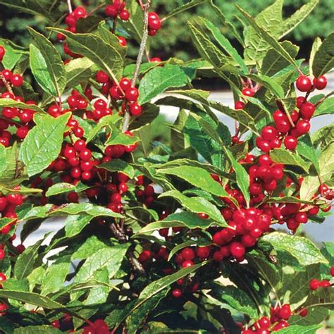 Red Winterberry Holly Winterberry Plants For Sale Spring Hill