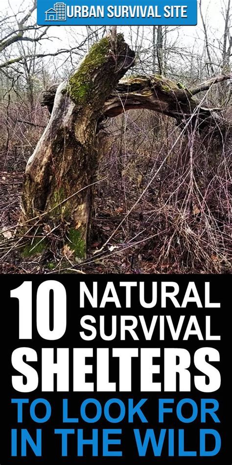 10 Natural Survival Shelters To Look For In The Wild Survival Shelter
