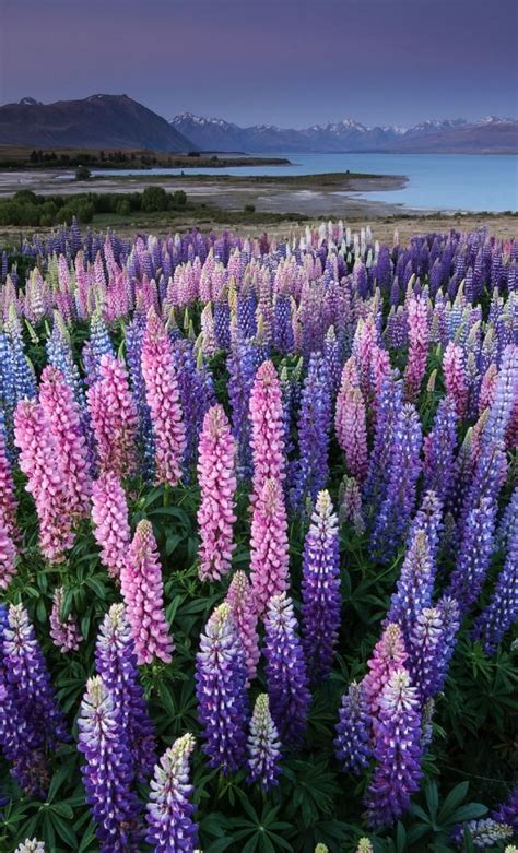 Find all your flower needs here. the december lupins of lake tekapo, new zealand. photo ...