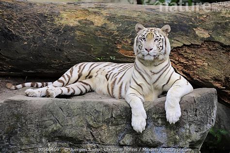 Stock Photo Of Bengal Tiger Panthera Tigris Tigris White Morph