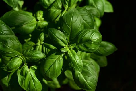 How To Grow Basil Indoors From Seed Dengarden