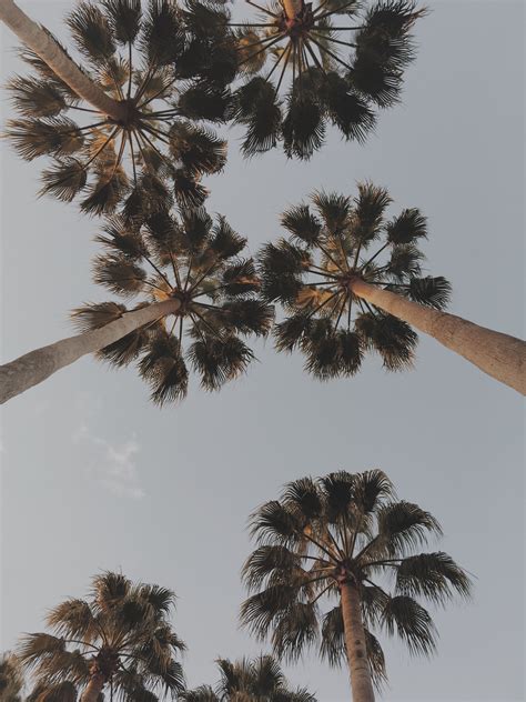 List Of Palm Tree Aesthetic Wallpaper References