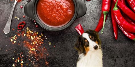 Sharing your food with pets, especially spicy foods, may cause more problems than you may realize. Can Dogs Eat Spicy Food? Can They Taste It? What to Do If ...